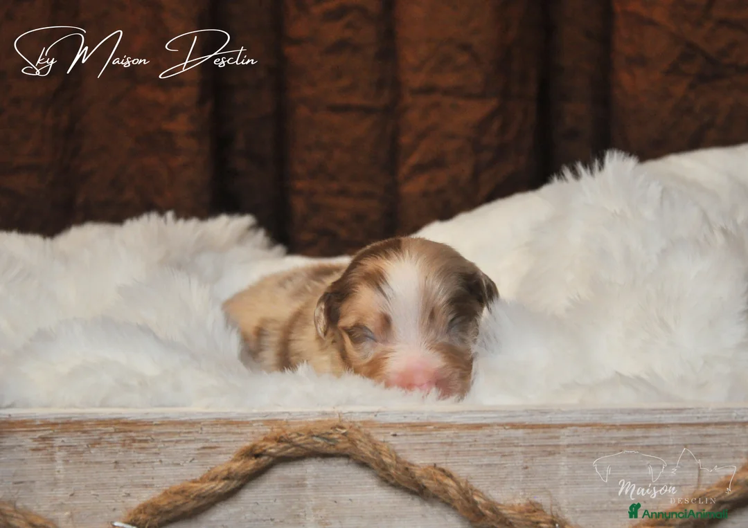 Australian Shepherd cani in vendita: Cuccioli Pastore australiano  - Annuncio 8