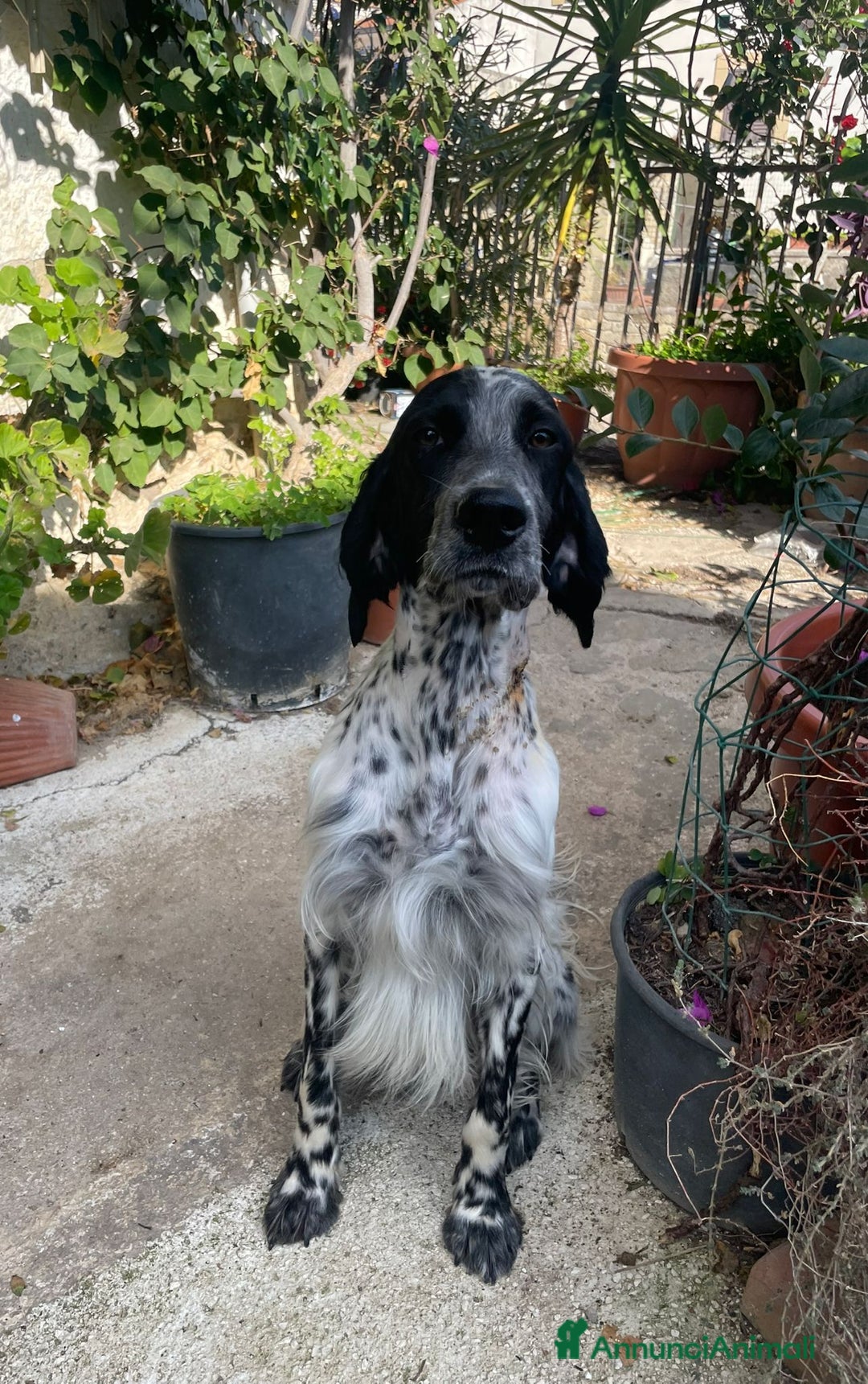 Setter Inglese cani in regalo: PLUTO Setter Inglese di 3 anni - Annuncio 6