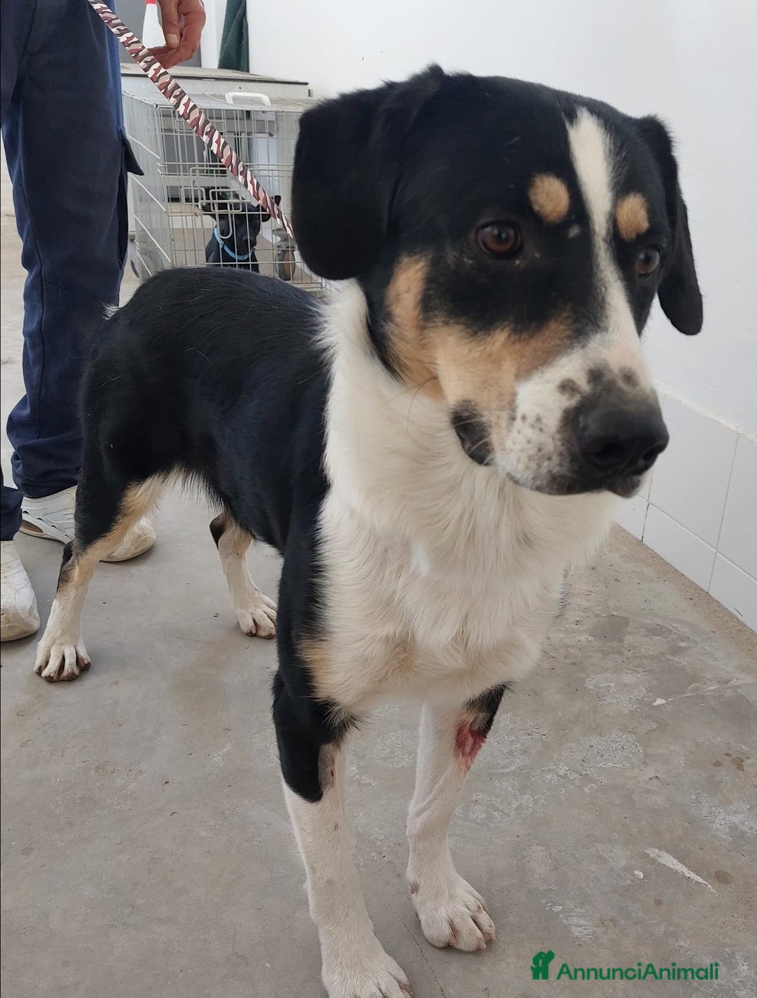 Meticcio cani in regalo: meraviglioso Pablo va d'accordo col mondo - Annuncio 2