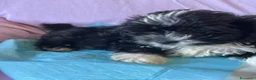 Shihpoo cani in vendita: Cuccioli di shih-poo - Annuncio 5