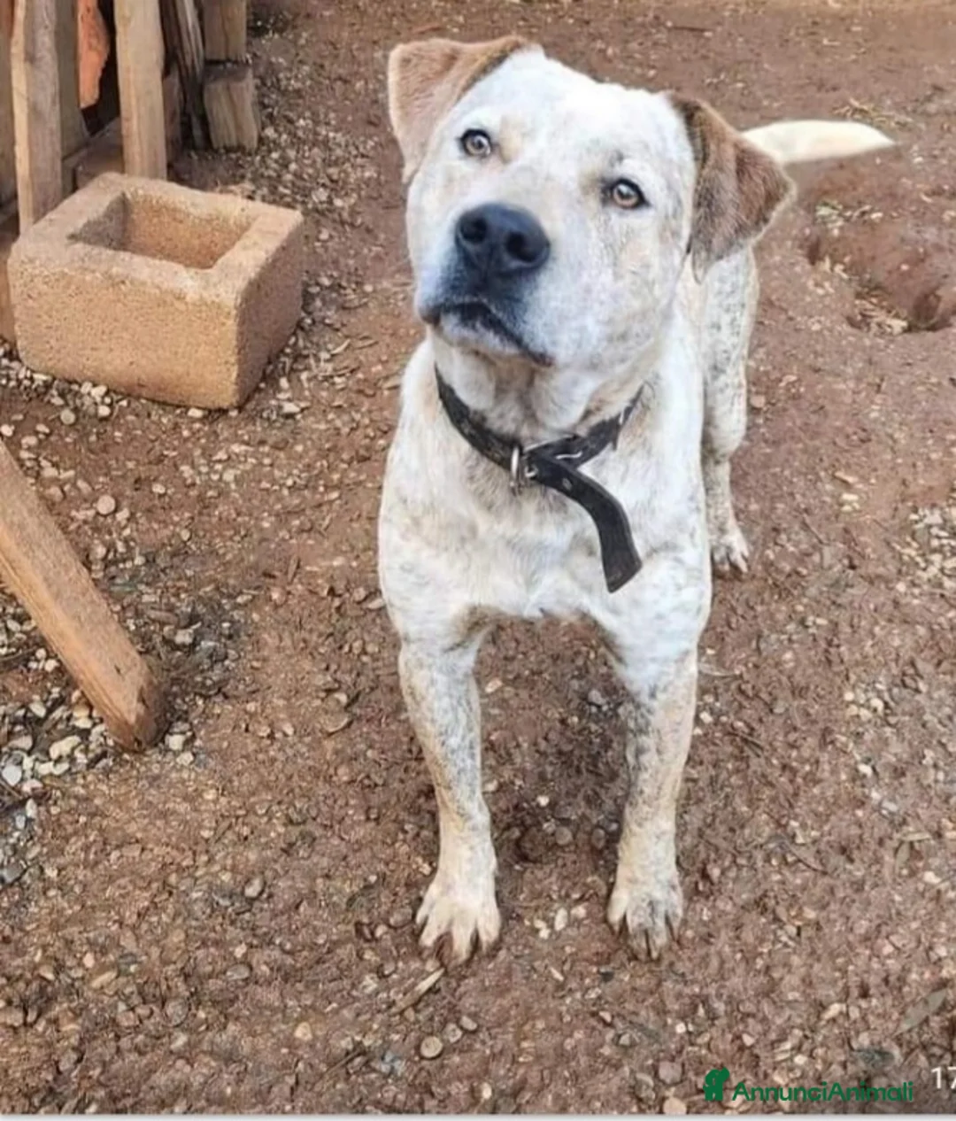 Meticcio cani in regalo: Molossino 2anni e 1/2 dal recinto al canile.CALABR - Annuncio 2