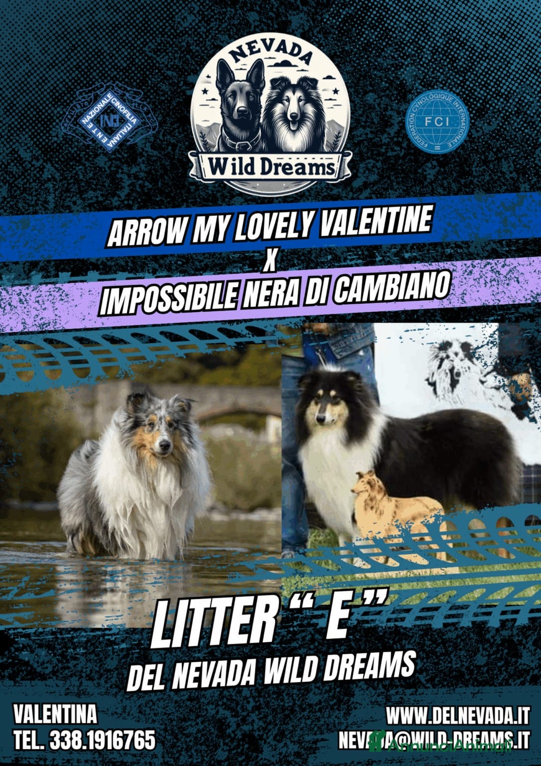 Collie cani in vendita: Cucciolo di pastore scozzese a pelo lungo  - Annuncio 6