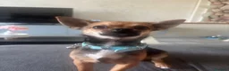 Chihuahua cani per accoppiamento: Dior cerca fidanzata a Provincia di Mantova - Annuncio 1