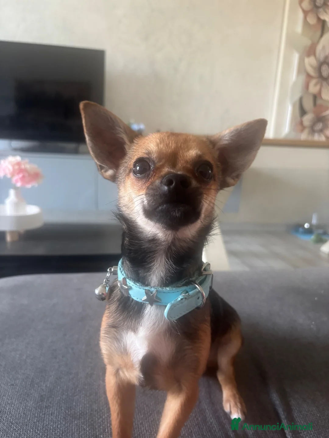 Chihuahua cani per accoppiamento: Dior cerca fidanzata a Provincia di Mantova - Annuncio 1