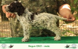 Lagotto cani in vendita: Lagotto romagnolo - cucciolo 3 a Provincia di Ravenna - Immagine 3