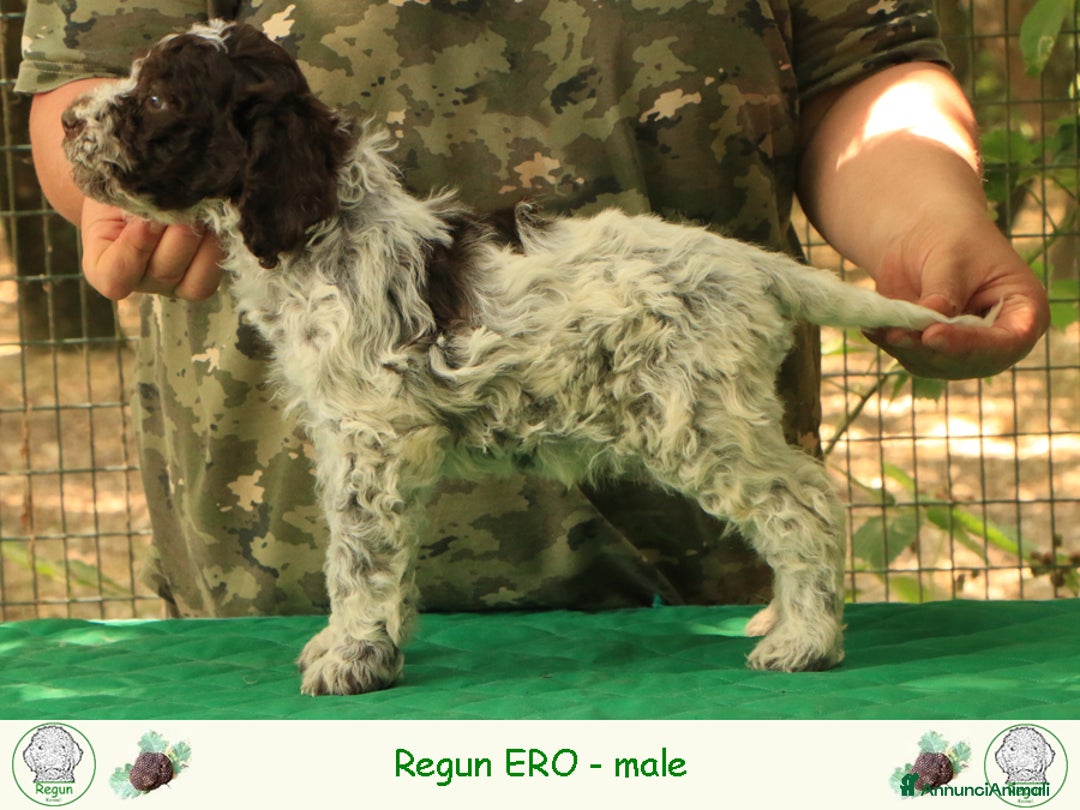 Lagotto cani in vendita: Lagotto romagnolo - cucciolo 3 a Provincia di Ravenna - Immagine 3