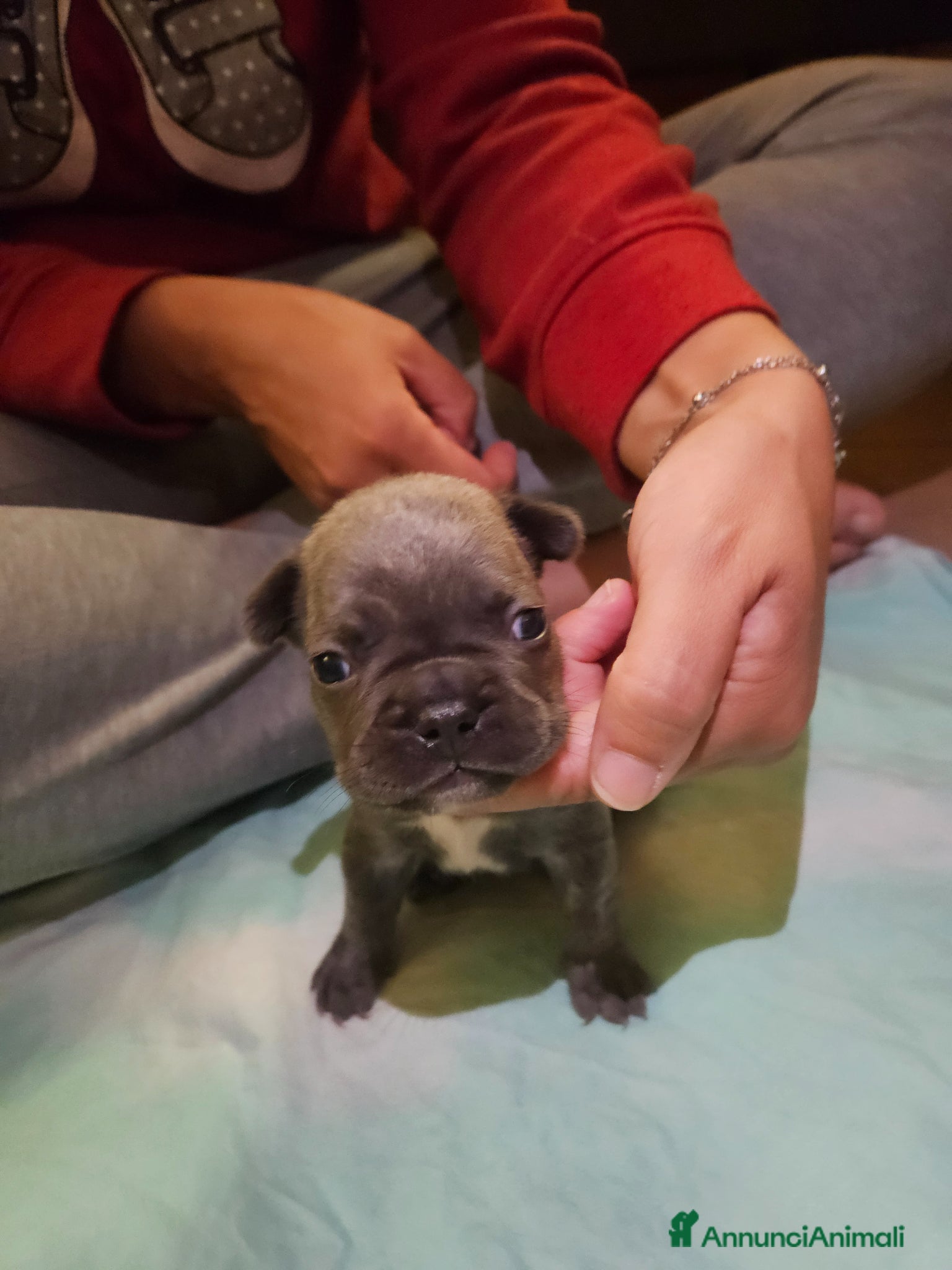 Bulldog Francese Collare arancione 