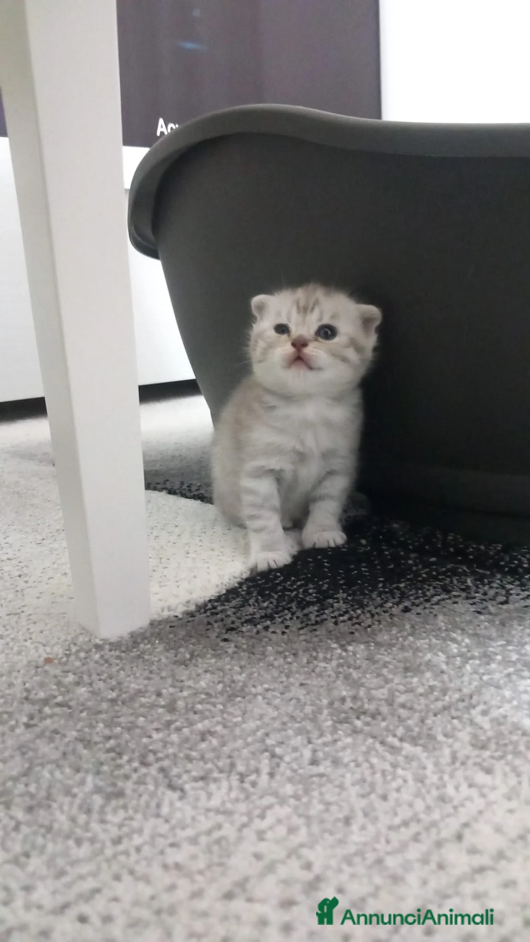 Scottish gatti in vendita: Cuccioli scottish fold e straight  - Annuncio 2