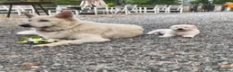 Pastore Svizzero cani in vendita: Adorabili cuccioli di pastore svizzero a Provincia di Bergamo - Annuncio 16