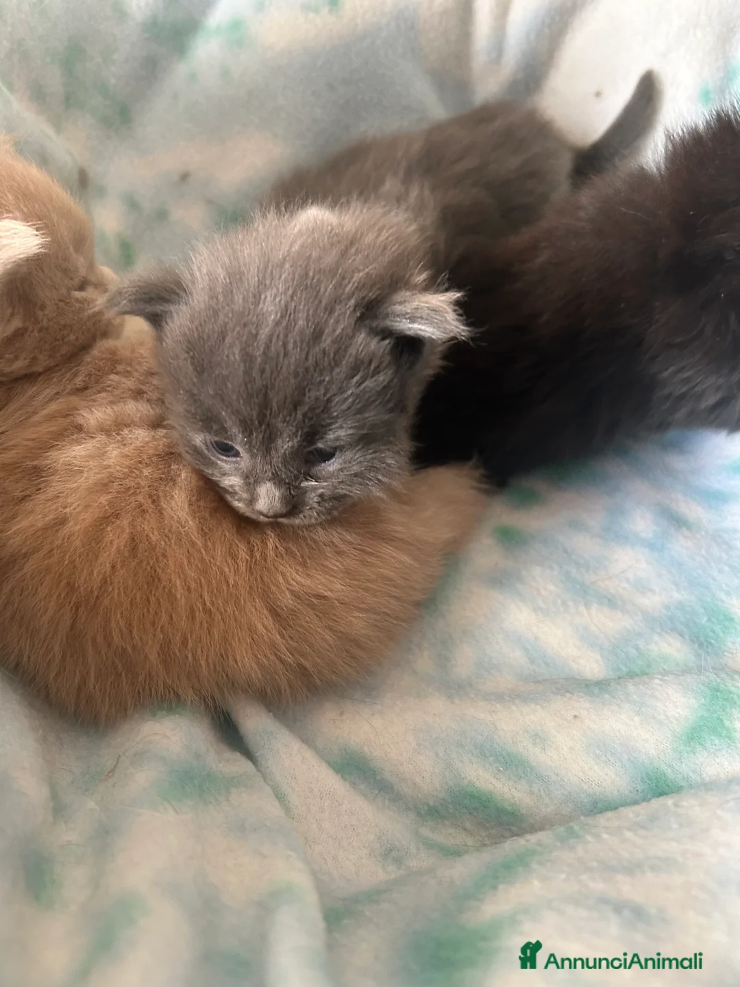 Maine Coon gatti in vendita: Maine Coon - Annuncio 15