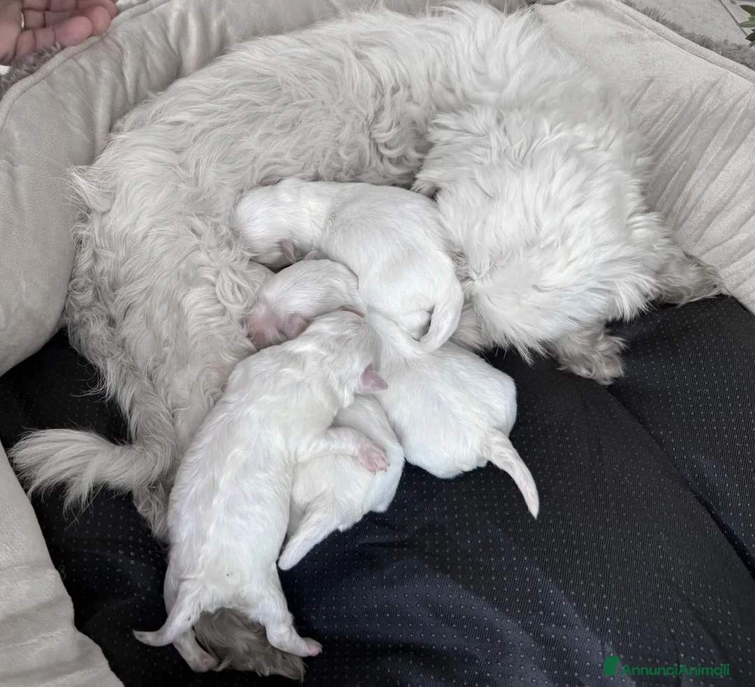 Maltese cani in vendita: Maltese Mini Toy Allevamento Master ENCI - Annuncio 5