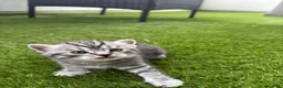 Scottish gatti in vendita: Scottish - Annuncio 2