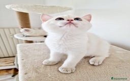 Scottish gatti in vendita: Scottish  a Provincia di Pavia - Immagine 2