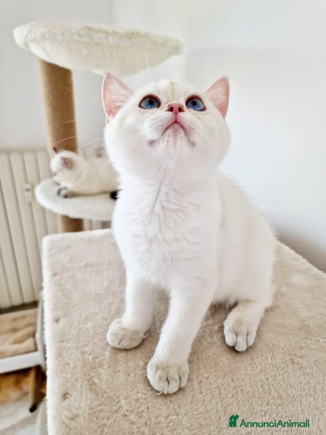 Scottish gatti in vendita: Scottish  a Provincia di Pavia - Immagine 2