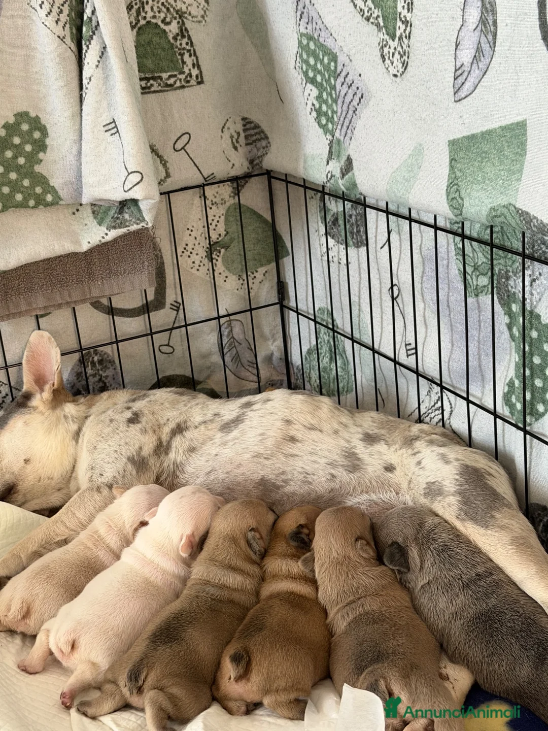 Bulldog Francese cani in vendita: Cuccioli bulldog francese  a Provincia di Latina - Annuncio 21