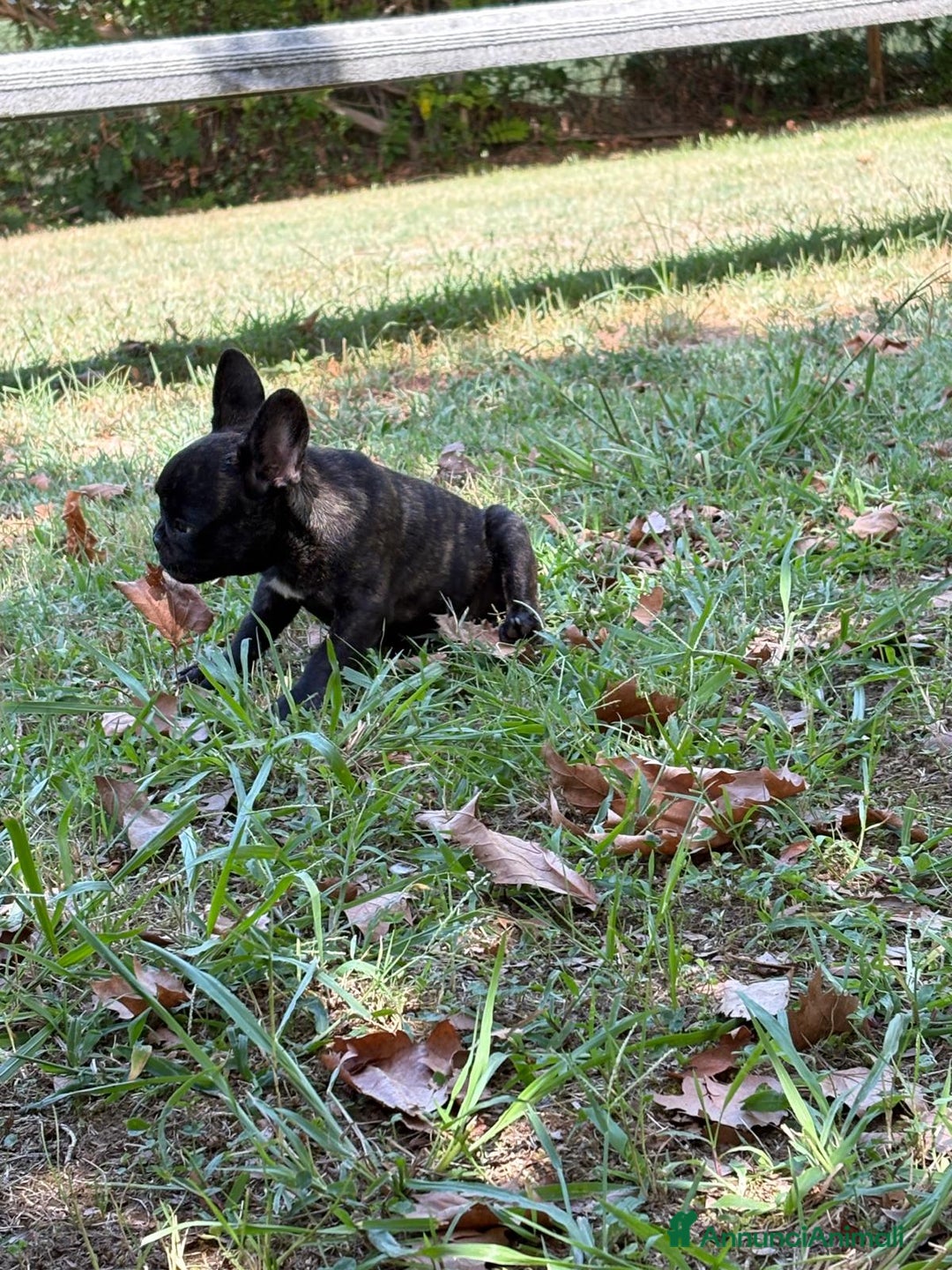 Bulldog Francese cani in vendita: BULLDOG FRANCESI - Immagine 5