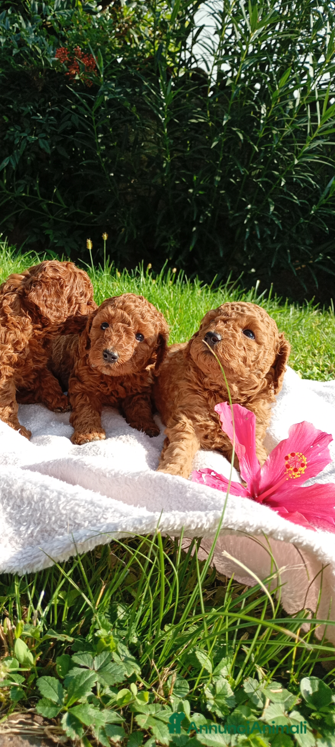 Barboncino Toy cani in vendita: Barboncini Toy Red  - Annuncio 6