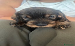 Bassotto cani in vendita: Cuccioli di bassotto standard pelo ruvido a Provincia di Varese - Immagine 1