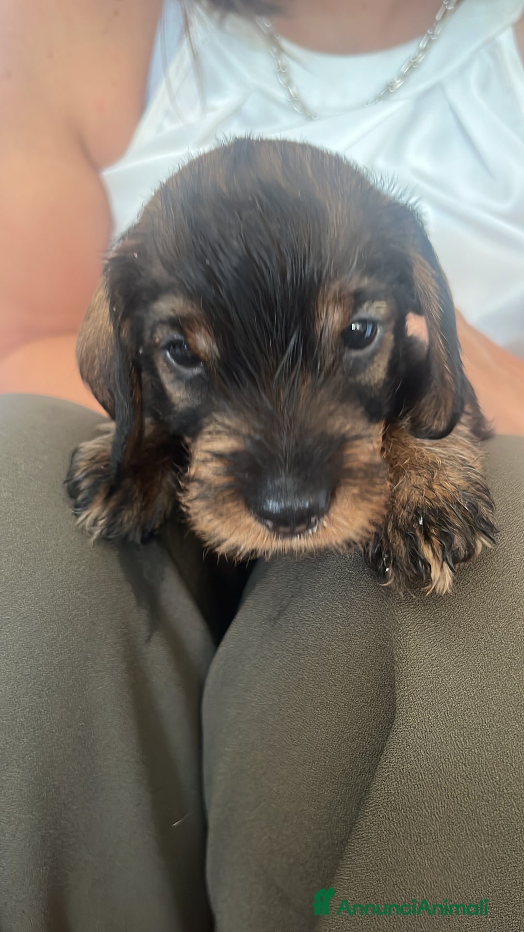 Bassotto cani in vendita: Cuccioli di bassotto standard pelo ruvido a Provincia di Varese - Immagine 1