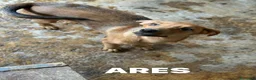 Meticcio cani in regalo: AARON e ARES, i cuccioloni più dolci e sfortunati! - Annuncio 3