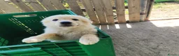 Meticcio cani in regalo: 3 pastorini sui 3mesi recuperati SOS CAGLIARI  - Annuncio 8