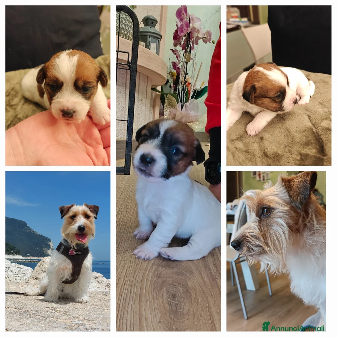 Jack Russell cani in vendita: Jack Russell Terrier  - Annuncio 5