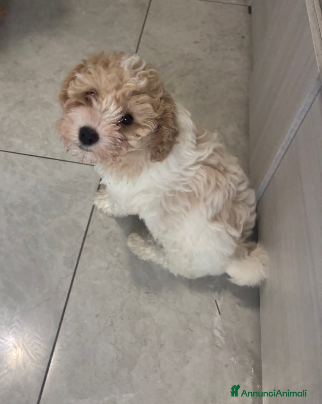 Barboncino cani in vendita: Barboncina - Annuncio 1