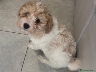 Barboncino cani Barboncina - Annuncio 1