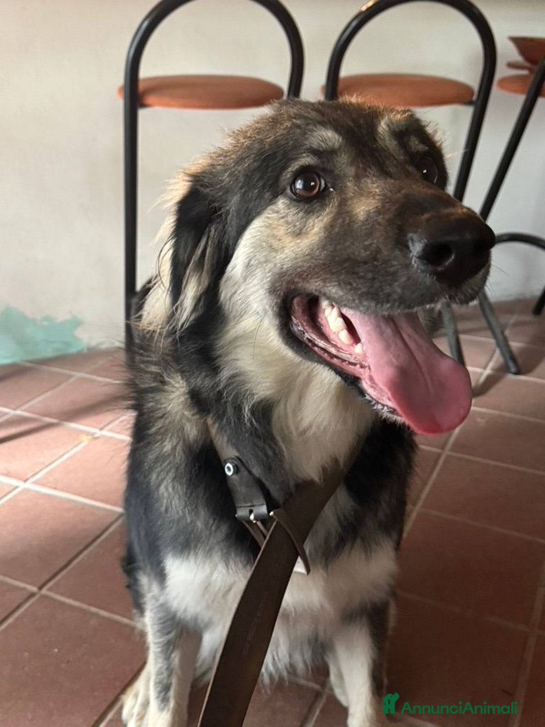 Meticcio cani in regalo: Cora: giovane pastora taglia grande  - Annuncio 3