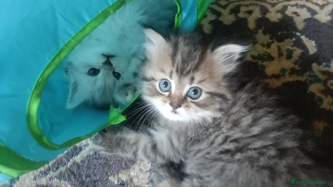 Persiano gatti in vendita: CUCCIOLI PERSIANI FEMMINE - Annuncio 2