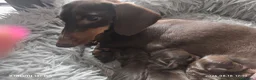 Bassotto cani in vendita: Bassotto tedesco kaninchen cioccolato Enci  - Annuncio 5