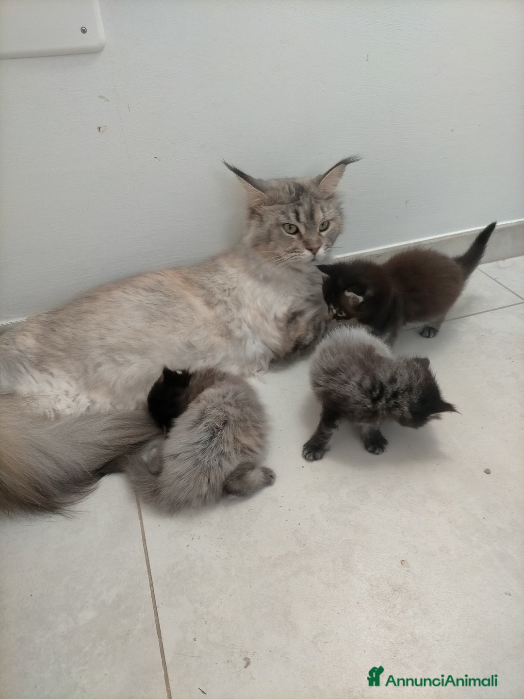 Maine Coon gatti in vendita: Maine Coon con pedigree  - Annuncio 2