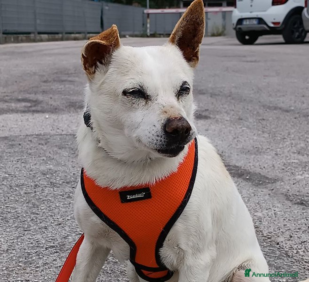 Meticcio cani in regalo: Gino, detto il chiacchierino a Provincia di Latina - Annuncio 2