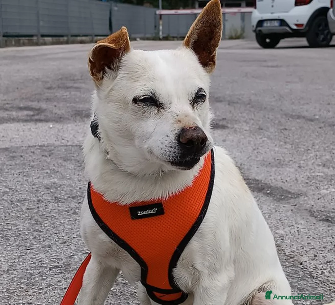 Meticcio cani in regalo: Gino, detto il chiacchierino a Provincia di Latina - Annuncio 2