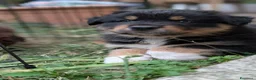 Australian Shepherd cani in vendita: Cuccioli di pastore autraliano - Annuncio 5