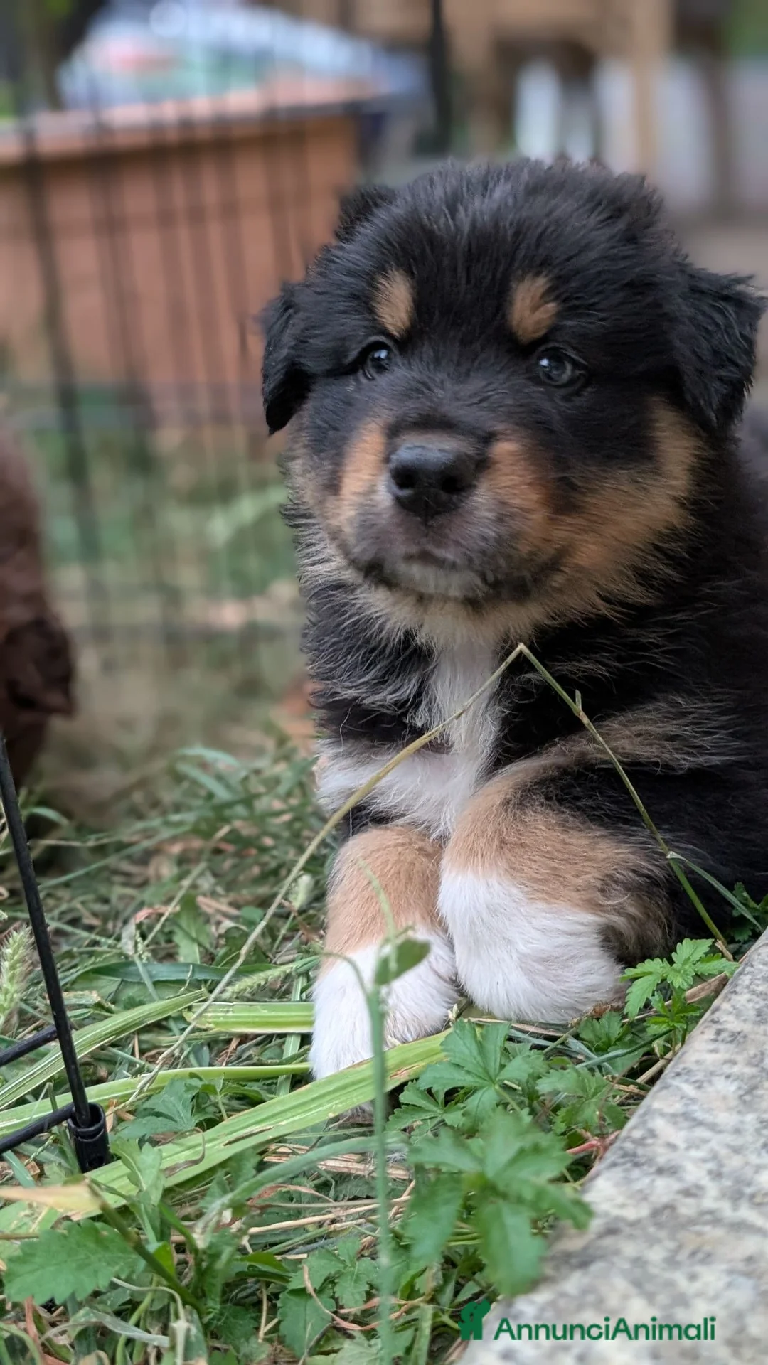 Australian Shepherd cani in vendita: Cuccioli di pastore autraliano - Annuncio 5