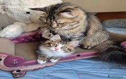 Siberiano gatti in vendita: gattino siberiano  - Immagine 2