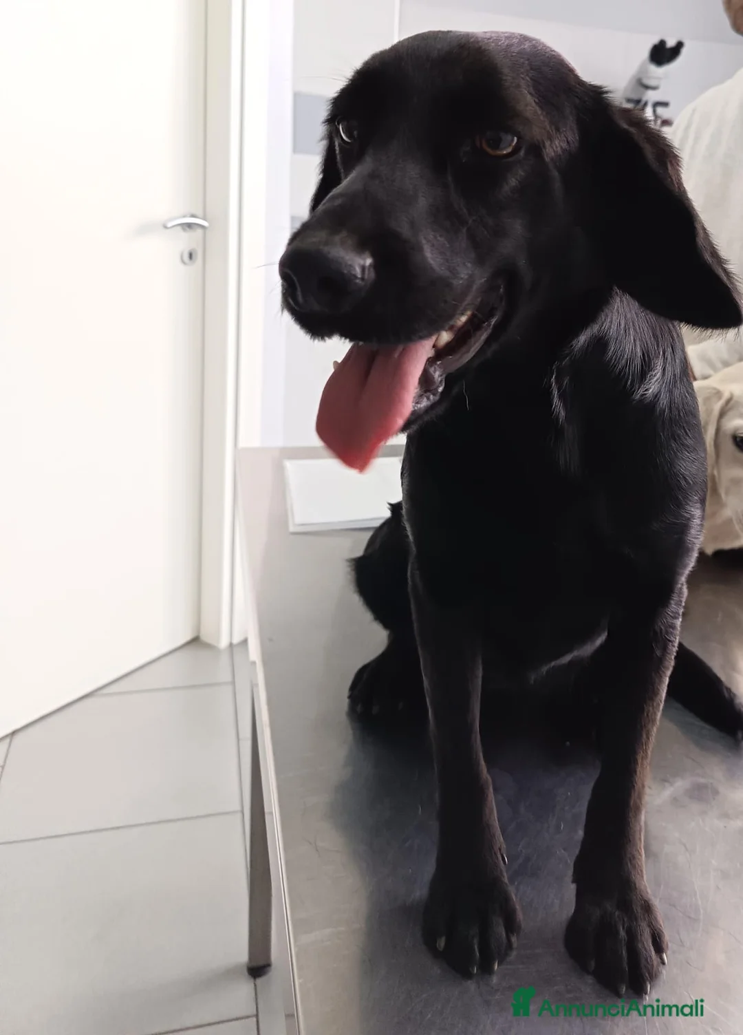 Meticcio cani in regalo: Baronessa in canile con rischio deportazione - Annuncio 2