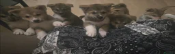 Akita Inu cani in vendita: Cuccioli di Akita Inu a Città metropolitana di Milano - Annuncio 9