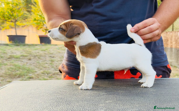 Jack Russell cani a Città metropolitana di Roma Capitale - Annuncio 3