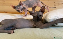 Sphynx gatti in vendita: Sphynx in vendita a Provincia di Ancona - Immagine 2