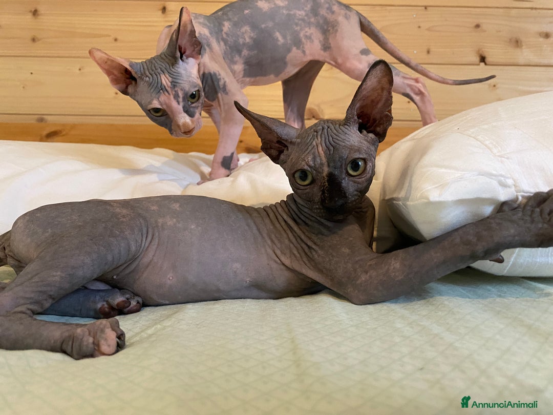 Sphynx gatti in vendita: Sphynx in vendita a Provincia di Ancona - Immagine 2