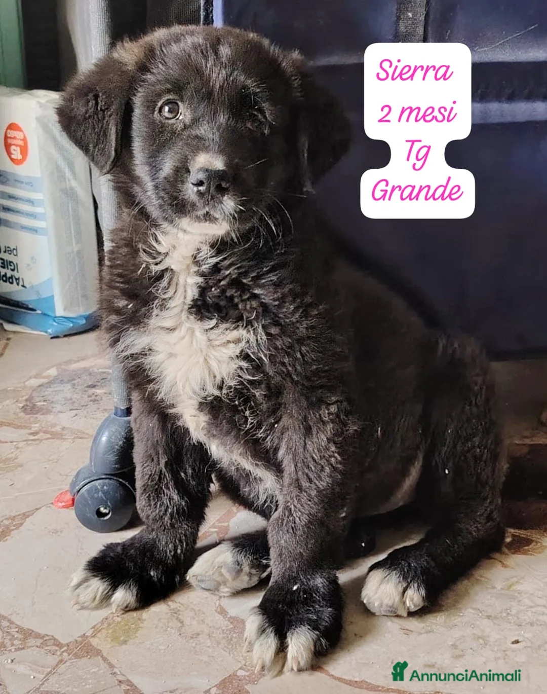 Meticcio cani in regalo: CUCCIOLI, NON HANNO CHIESTO DI NASCERE  a Provincia di Brescia - Annuncio 11