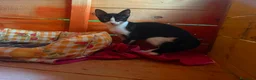 Europeo gatti in regalo: Gattine di tre mesi - Annuncio 7
