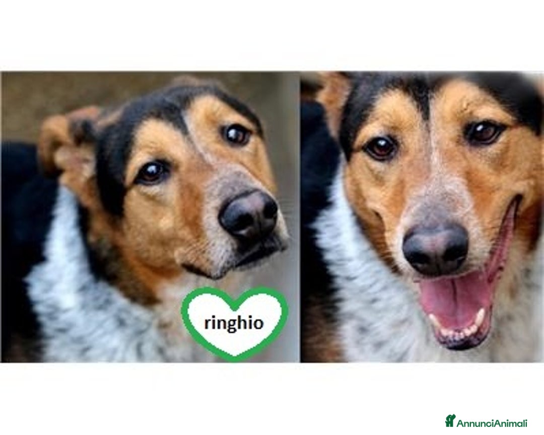 Meticcio cani in regalo: Ringhio, attende ancora la sua occasione! a Roma - Annuncio 1