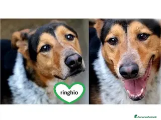 Meticcio cani Ringhio, attende ancora la sua occasione! a Roma - Annuncio 34