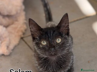 Europeo gatti GATTINI ABBANDONATI: EMERGENZA - Annuncio 24