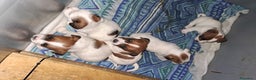 Jack Russell cani in vendita: Cuccioli di Jack Russell con pedigree  - Annuncio 2