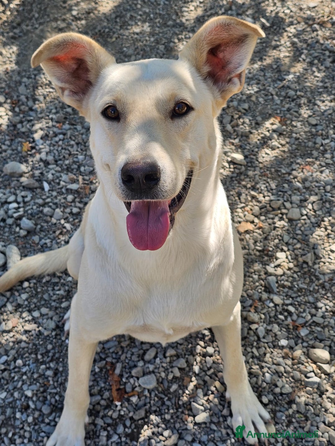 Meticcio cani in regalo: Leone cagnolone affettuoso  - Annuncio 5