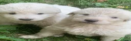 Pastore Abbruzzese Maremmano cani in vendita: Vendita cucciolo Pastore Maremmano  - Annuncio 3